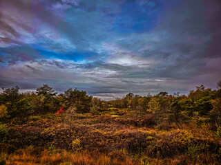 Obraz premium An autumnal landscape with dramatic skies and colorful autumn leaves, The Holler Moor in 27804 Berne, Lower Saxony, Germany