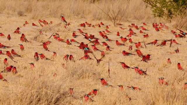 carmine bee-eater ground-breeding colony at their nesting place 377