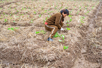 A farmer planting rapeseed in the field