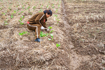 A farmer planting rapeseed in the field