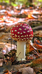 Vibrant red fly agaric amanita mushroom in the autumnal forest. Botany concept. Vertical