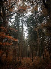 Dark forest interior with autumn leaves on tall trees, autumn forest in the rain near 27798 Hude, Lower Saxony, Germany