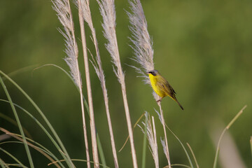 Masked yellowthroat (Geothlypis aequinoctialis) perched on a Cortaderia selloana.