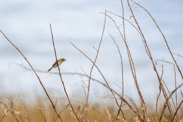 Bran-coloured Flycatcher (Myiophobus fasciatus) perched on a branch in a grassland in Buenos Aires, Argentina.