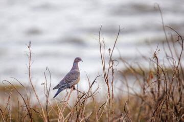 Picazuro Pigeon (Patagioenas picazuro) perched on a branch in Argentina..