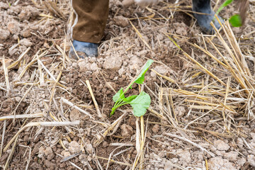 Newly planted rapeseed seedlings in the autumn soil