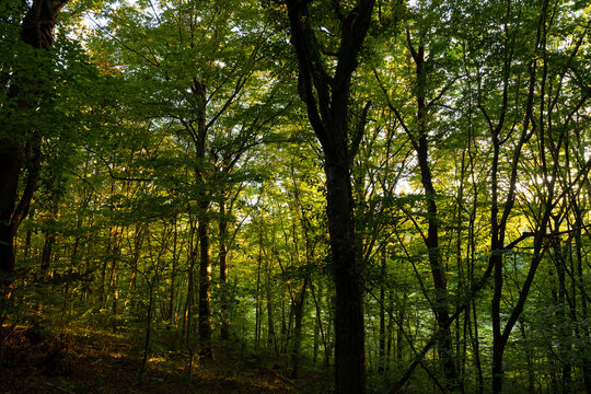 Lush forest view at sunset. Carbon neutrality concept photo