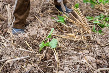 Newly planted rapeseed seedlings in the autumn soil