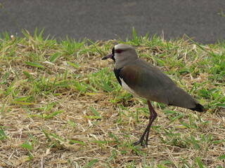 I want to find a place on the lawn beside the highway.