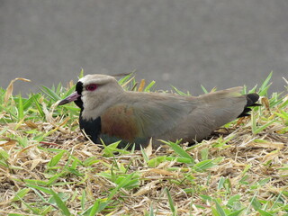Southern Lapwings in a nest incubating their eggs on a lawn by the side of the highway.