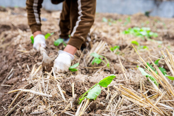 Newly planted rapeseed seedlings in the autumn soil