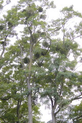 Several tall trees with mistletoe growing on branches and trunks.