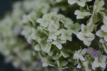 Light green Hydrangea paniculata flowers are clustered together on a shrub.