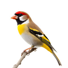 Fototapeta premium Elegant Goldfinch: Symbol of Beauty and Grace on White Background