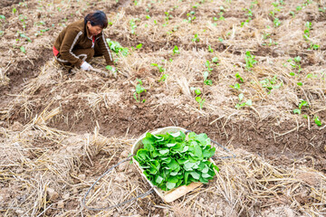 A farmer planting rapeseed in the field