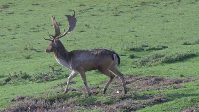 Fallow Deer (Dama dama) buck (male) with well-developed antlers walking through a deer park. October, Kent, UK 