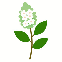  spirea flower on white background