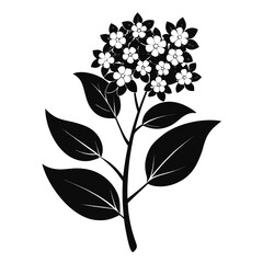  spirea flower  silhouette on white background