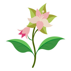 weigela flower on white background