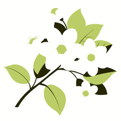  white dogwood flower on white background