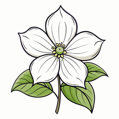 Obraz premium white dogwood flower line art on white background