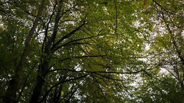 View into the green treetops of a dense forest during rain, autumn forest in the rain near 27798 Hude, Lower Saxony, Germany