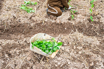 A frame of rapeseed seedlings on the soil of the farmland