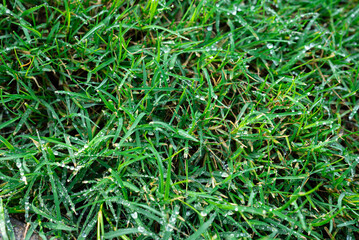 Natural pattern of wet green grass under daylight. Ideal for background, eco, or wellness design.