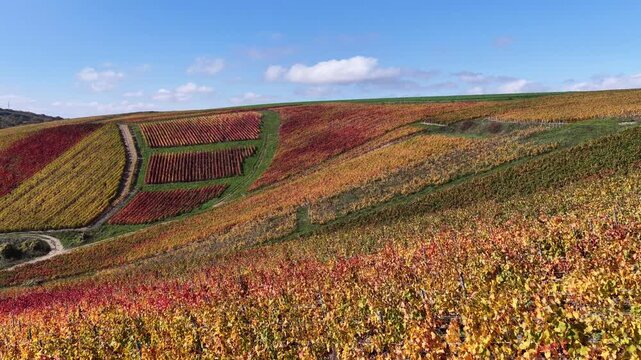 vue a&eacute;rienne des vignobles des Riceys en Champagne. les parcelles color&eacute;es durant l'automne avec de belles couleurs et un ciel bleu. Le feuillage rouge et jaune des vignes sur les c&ocirc;teaux de ce site