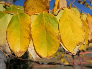 Yellow Autumn Leaves of Kentucky Coffeetree (Gymnocladus dioicus) in Colorado
