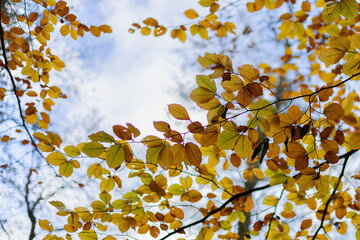 las, jesień, liście, złoty,kolory, drzewa, jezioro, grzyby, przyroda © Estera