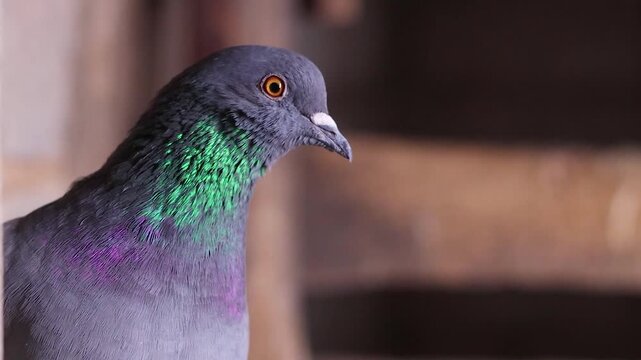 Close-up of Pigeon Head Columba livia Showing Iridescent Neck Feathers Indoors