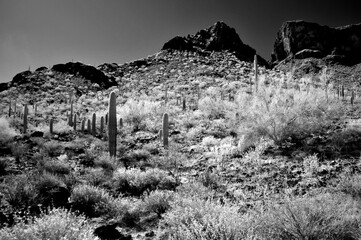 Monochrome Sonoran Desert Arizona Picacho Peak State Park