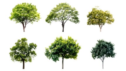 collection of trees with various shapes and lush green foliage, showcasing the beauty of nature
