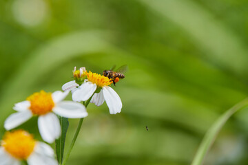 Close-up of honey bee keeping nectar in daisy flower