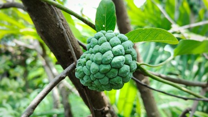 A young custard apple (sugar-apple) growing on a branch, still green and unripe. Known for its sweet and juicy taste when mature. Great for agriculture or fruit-themed visuals.