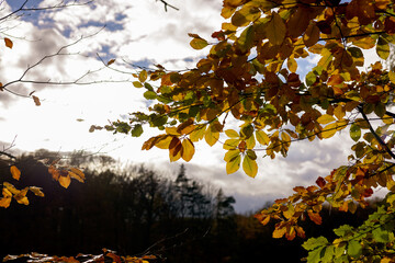 las, jesień, liście, złoty,kolory, drzewa, jezioro, grzyby, przyroda © Estera