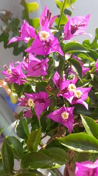 Bougainvillea pink flowers blooming 