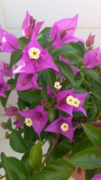 Bougainvillea pink flowers beautiful blooming