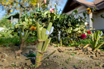 Dahlia plants cut back and labeled in a garden bed, prepared for autumn digging and winter storage.