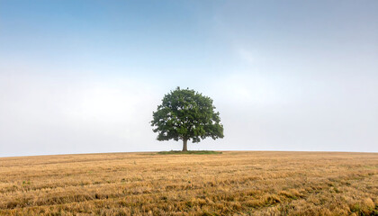 A single tree standing in a foggy field, minimal landscape with mysterious and calm atmosphere