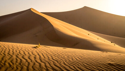 Smooth desert dunes with warm sunlight and soft shadows, creating a minimal natural composition