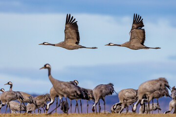 Kraniche (Grus grus)