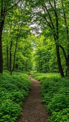 Fototapeta premium Lush green forest path surrounded by trees and foliage 