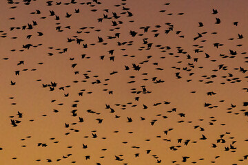 Starenschwarm (Sturnus vulgaris)