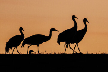 Kraniche (Grus grus)