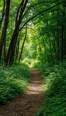 Dense green forest path with sunlight filtering through trees  
