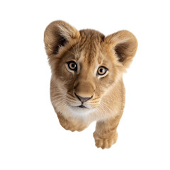 Fototapeta premium Adorable Baby Lion Looking Upward Curiously