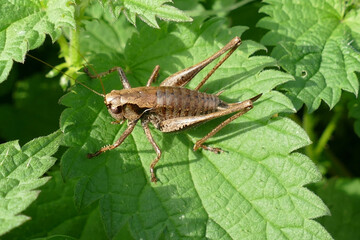 Nahaufnahme einer gemeinen Strauchschrecke auf einem Blatt