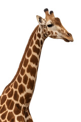 Naklejka premium Tall Giraffe PNG Isolated Wildlife Animal on Transparent Background